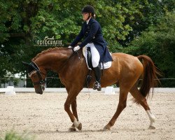 dressage horse Blickfang CK (Württemberger, 2011, from Belissimo NRW)