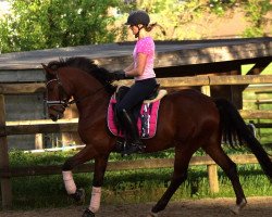 dressage horse Milagro 13 (Deutsches Reitpony, 2013, from FS Mr. Right)