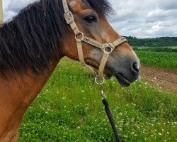 Pferd Chico von Breuberg (unbekannt, 1985, von Chirko)