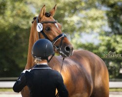 dressage horse Glücksklee 5 (German Riding Pony, 2016, from HET Golden Dream)