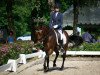 dressage horse Der Kleine Spirit E (German Riding Pony, 2016, from Darlington)