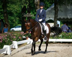 dressage horse Der Kleine Spirit E (German Riding Pony, 2016, from Darlington)