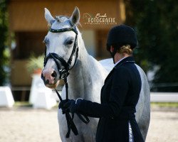 dressage horse Miss Charlotte (German Riding Pony, 2015, from Cosmopolitan NRW)