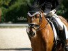 dressage horse Dresscode 9 (German Riding Pony, 2015, from FS Don't Worry)