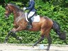 dressage horse Dorencio T (Westphalian, 2013, from Royal Doruto OLD)