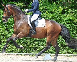 dressage horse Dorencio T (Westphalian, 2013, from Royal Doruto OLD)