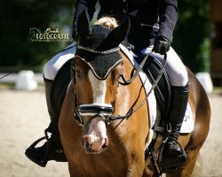 dressage horse Dark Delano H (German Riding Pony, 2015, from FS Don't Worry)