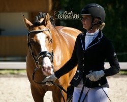 Deckhengst Don Charlton (Deutsches Reitpony, 2015, von Donchester)