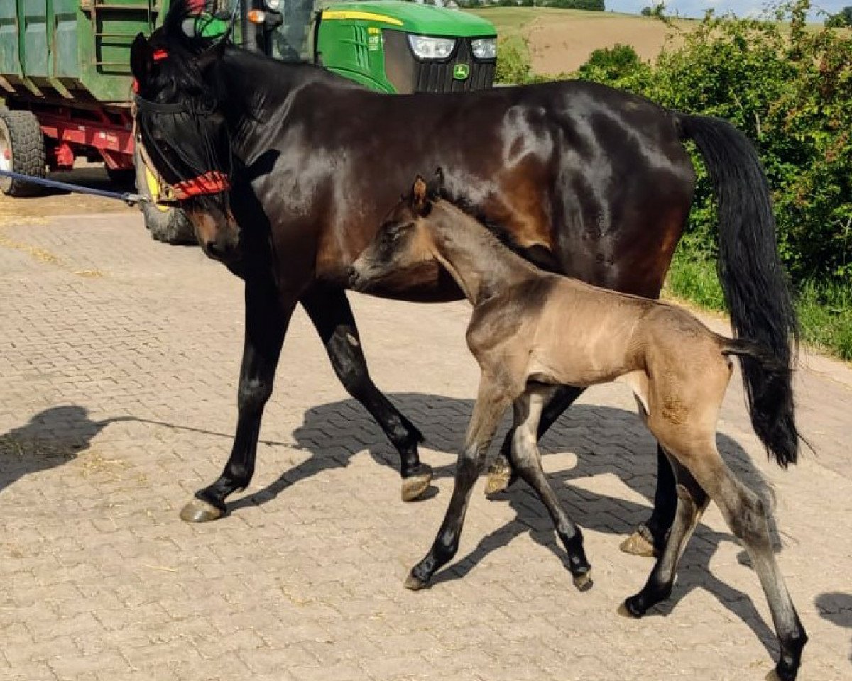 broodmare Fleur de la Cour 3 (Trakehner, 2007, from Grafenstolz)