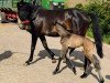 broodmare Fleur de la Cour 3 (Trakehner, 2007, from Grafenstolz)