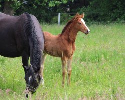 dressage horse Bella Belissima Sh (Westphalian, 2016, from Belissimo NRW)