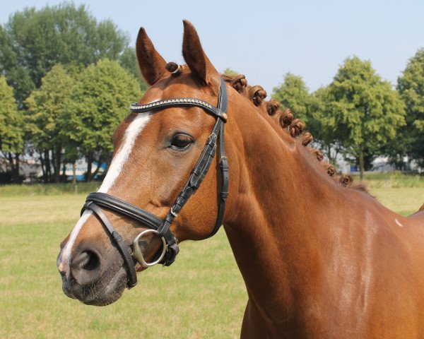 dressage horse Dancer 228 (German Riding Pony, 2005, from Der feine Lord AT)