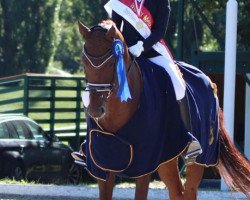 dressage horse Leonardo 60 (Oldenburg, 2005, from Laurentio)