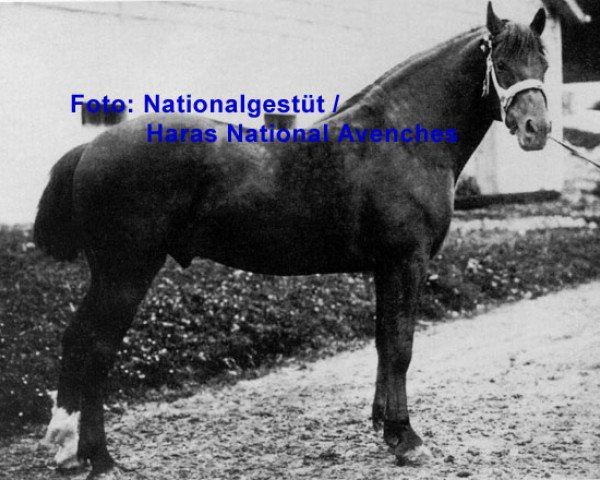 stallion Vaillant (Anglo-Norman, 1891)