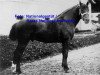 stallion Vaillant (Anglo-Norman, 1891)
