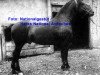 stallion Ravachol (Freiberger,  , from Vaillant)
