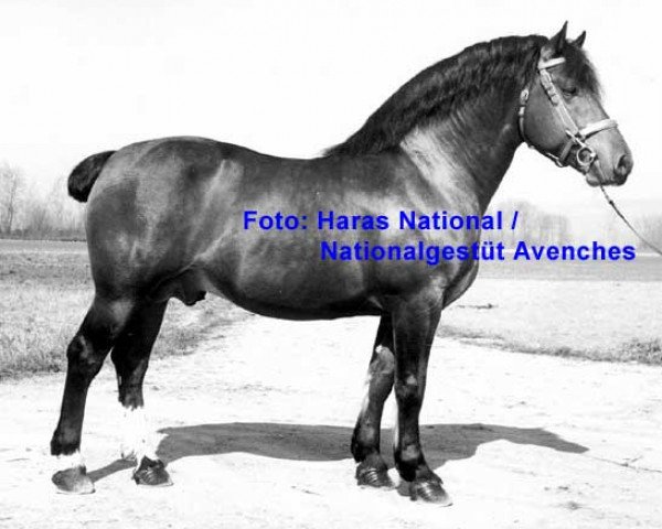 stallion Héroïque (Freiberger, 1949, from Hamid)