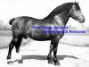 stallion Héroïque (Freiberger, 1949, from Hamid)