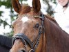 stallion Royal Nymphenburg (Oldenburg, 2006, from Rubin Royal OLD)