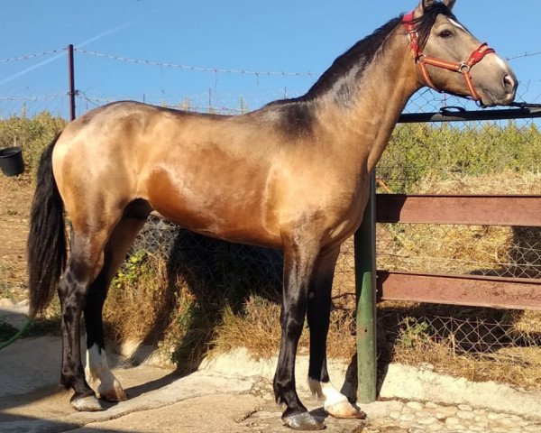Pferd PELETERO (Andalusier, 2017)