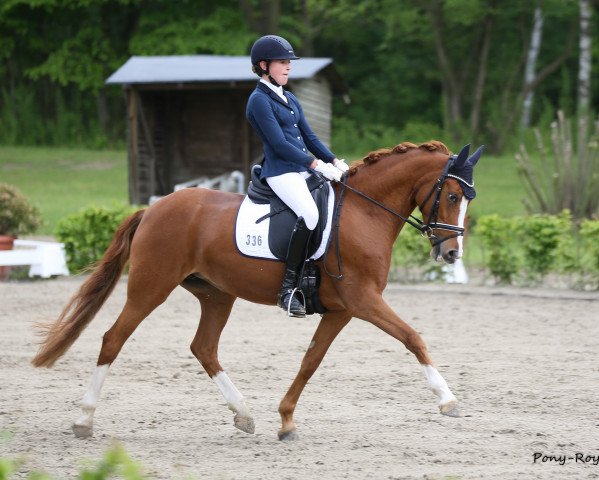 dressage horse Fs Daddy's Starlight (German Riding Pony, 2011, from FS Don't Worry)