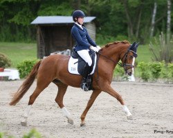 broodmare Fs Daddy's Starlight (German Riding Pony, 2011, from FS Don't Worry)