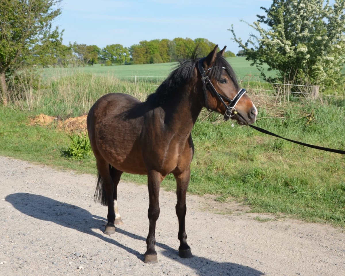 horse PMA Now and forever Papillion (Welsh-Pony (Section B), 2017)
