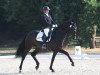 dressage horse Fine Designed MJ (Hanoverian, 2015, from Finest)