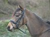 dressage horse Calinero B (German Riding Pony, 2015, from Top Christobell)