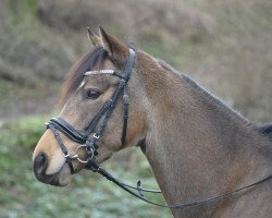 Dressurpferd Calinero B (Deutsches Reitpony, 2015, von Top Christobell)