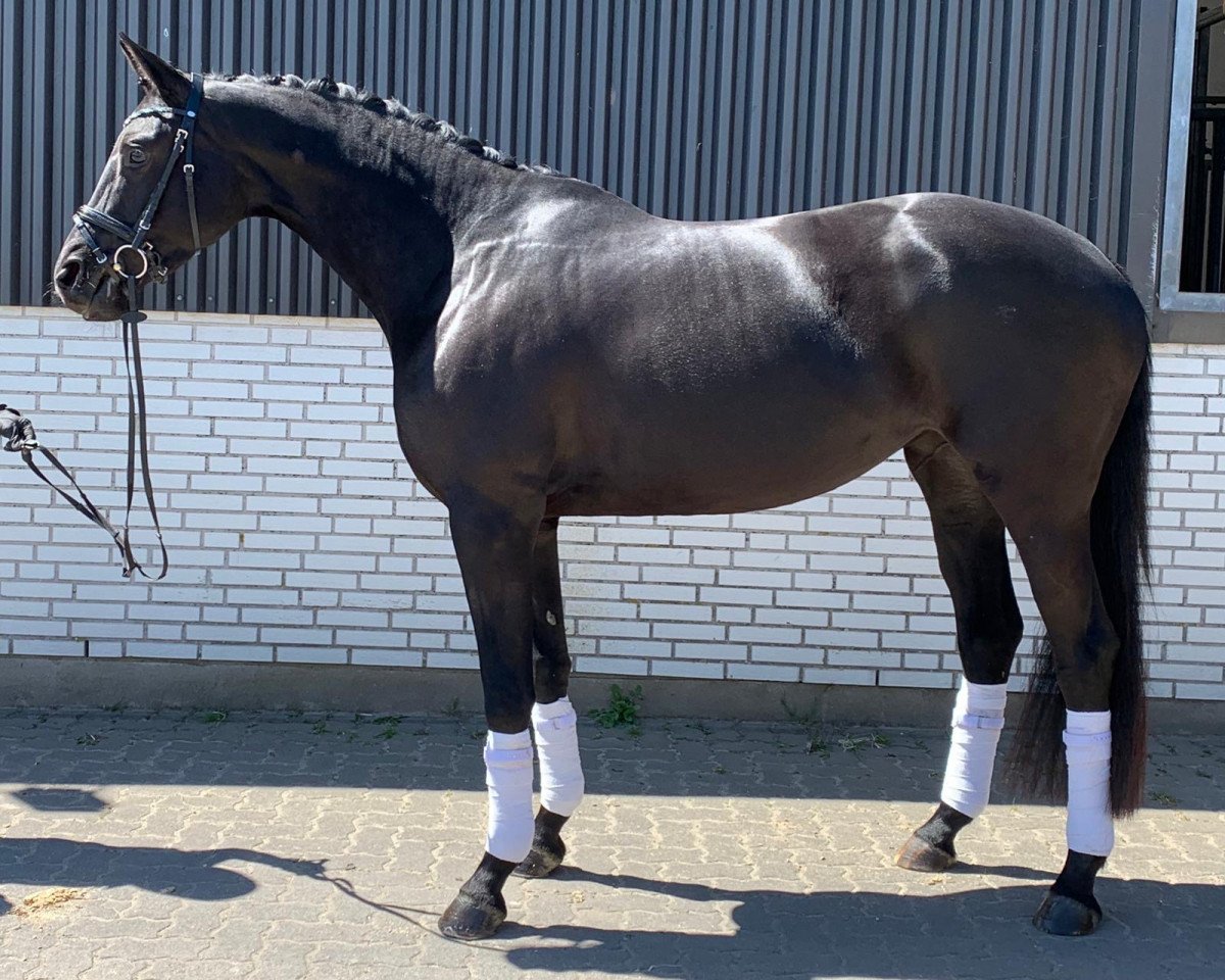 Zuchtstute Pr. St. Pathena (Trakehner, 2016, von Honoré du Soir)