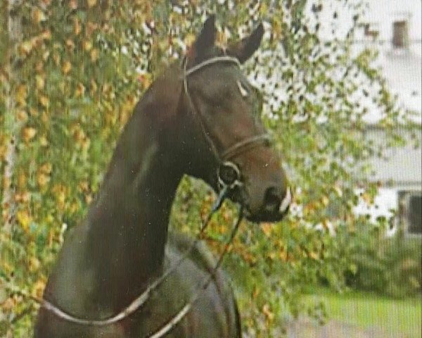 stallion Ducello (Oldenburg, 1995, from Davignon I)
