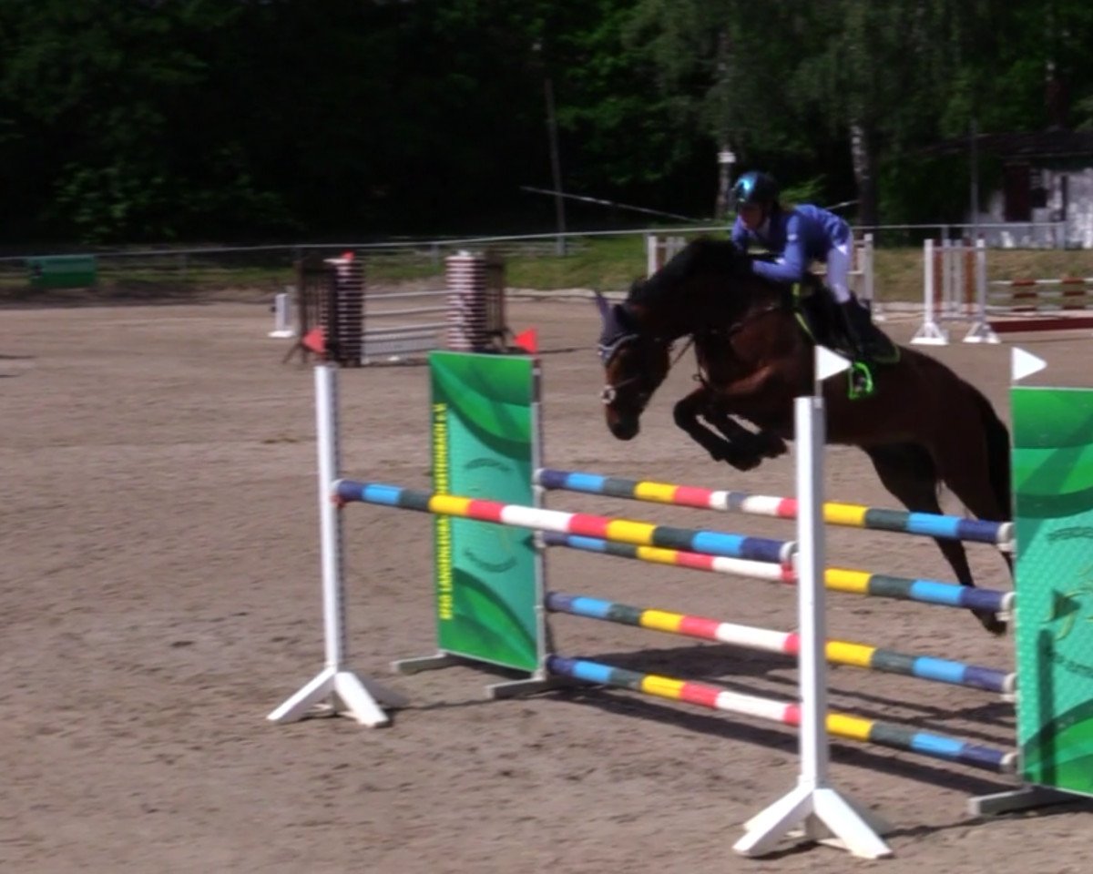 jumper Saskia (German Sport Horse, 2011, from Content de Lui)