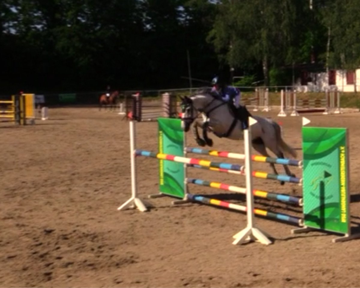 Zuchtstute Cicero's Isaura (Belgisches Warmblut, 2008, von Cicero Z van Paemel)