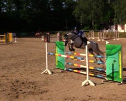 broodmare Cicero's Isaura (Belgian Warmblood, 2008, from Cicero Z van Paemel)