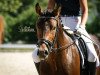 jumper Sternenstaub Sws (German Riding Pony, 2015, from Sunny Side Up)