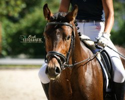 jumper Sternenstaub Sws (German Riding Pony, 2015, from Sunny Side Up)