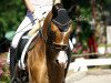 broodmare Diva de Luxe 13 (German Riding Pony, 2015, from Donchester)