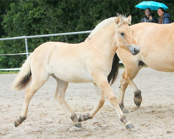 horse Vjell (Fjord Horse, 2021, from Vacceur)