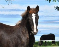 broodmare Noella Renea (Black Forest Horse, 2017, from Roter Milan)