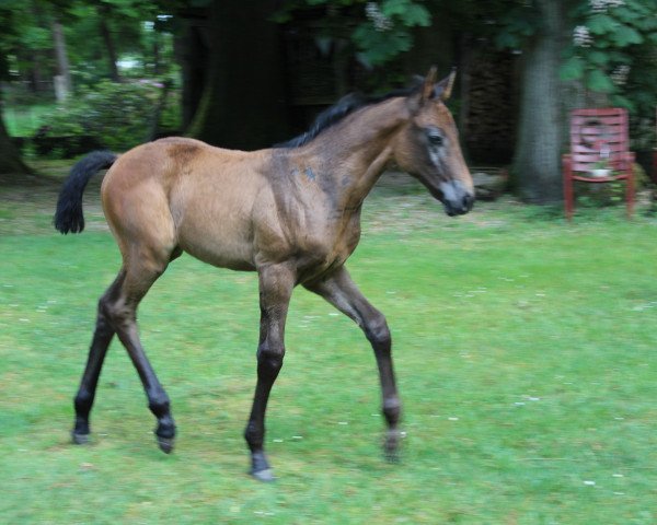 jumper Dionperi (Hanoverian, 2020, from Diacontinus)