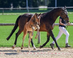 Springpferd Belindo (Bayer, 2018, von Bellini Royal)