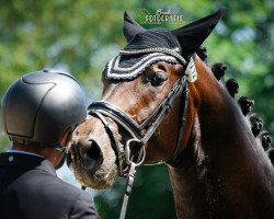 Deckhengst Geniel (Deutsches Reitpferd, 2015, von Goldberg)