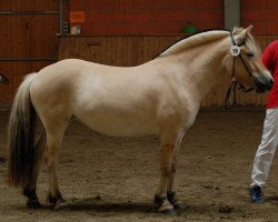 Pferd Belladonna Fjellhorn (Fjordpferd, 2014, von Dexter)