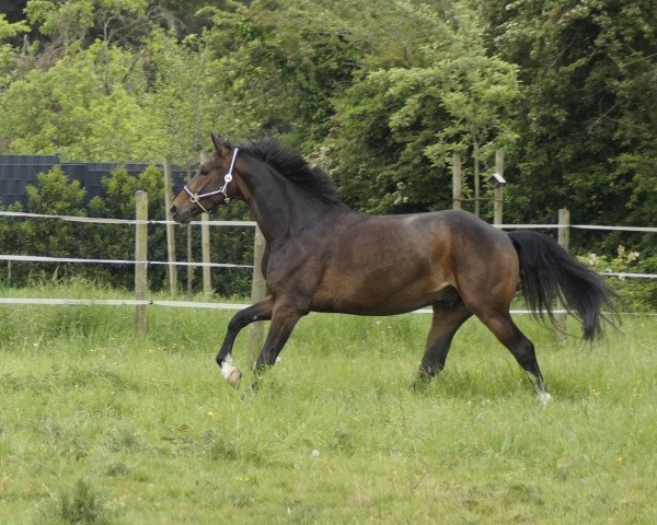 dressage horse Delgado (Westphalian, 2015, from Davos 71)