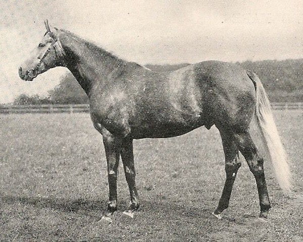 stallion Son And Heir xx (Thoroughbred, 1924, from Son In Law xx)