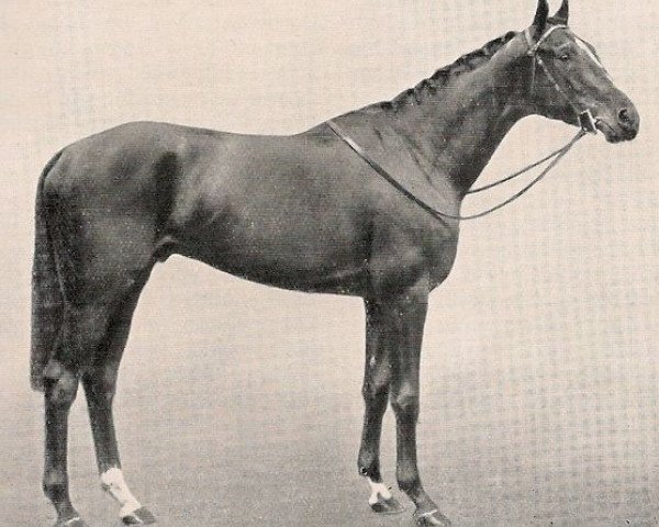 stallion Le Ksar xx (Thoroughbred, 1934, from Ksar xx)