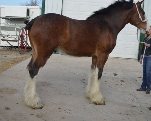 Pferd Priest Lake Picture Perfect (Clydesdale, 2011, von Lucebay Parnell's Perfection)