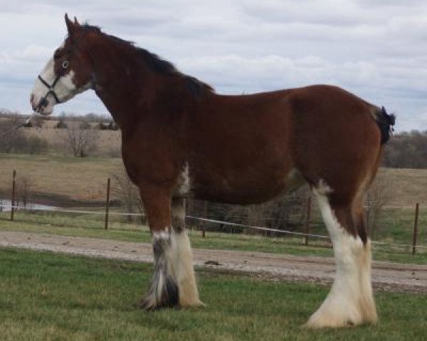 Pferd Priest Lake Above Jennifer (Clydesdale, 2010, von Doura Above All)