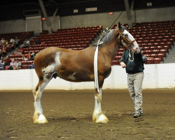 horse Prescott of Shining Meadows (Clydesdale, 2013, from 2S Explorer's Intrepid)